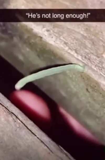 The little caterpillar that could