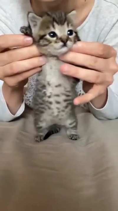 Cat.