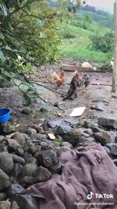 Chicken police