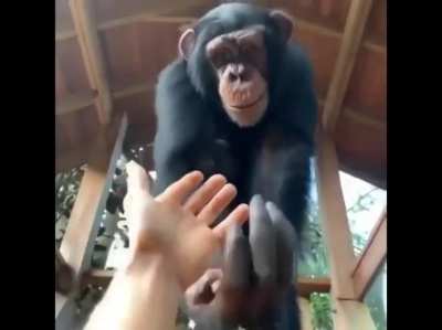 WSB and Apes rn