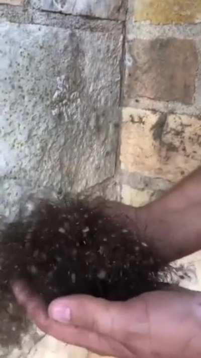 Just a bunch of hair... ooor