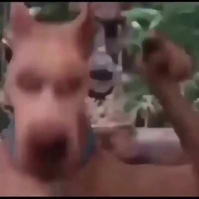 Pelo ronco da cuica...