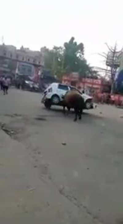 Angry bull