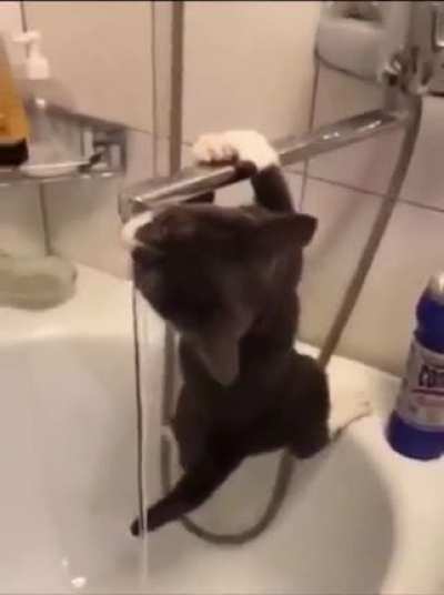 cat