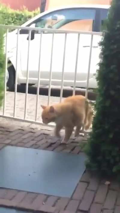 Perfectly cut kitty cat