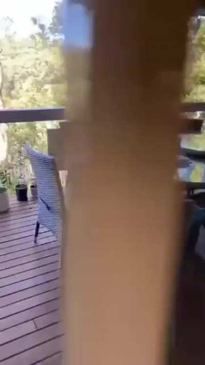 Feeding a Kookaburra