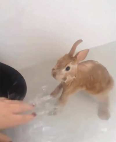Bunny doesn't like splashes