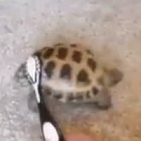 osu turtle