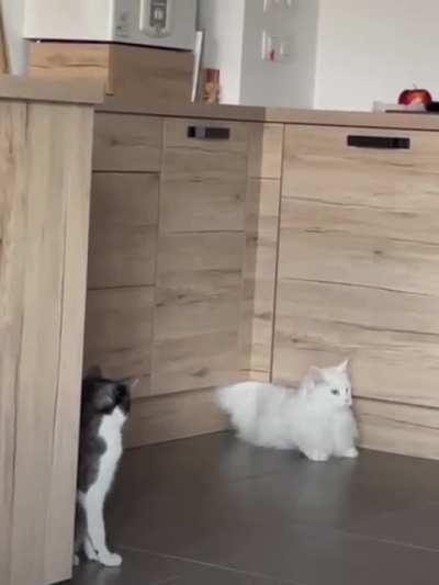 cats are liquids