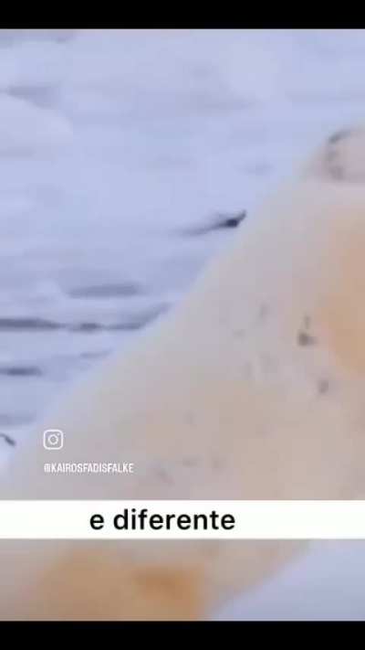 Coitado do urso 