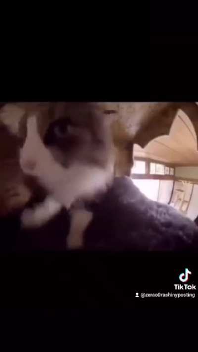 Gato