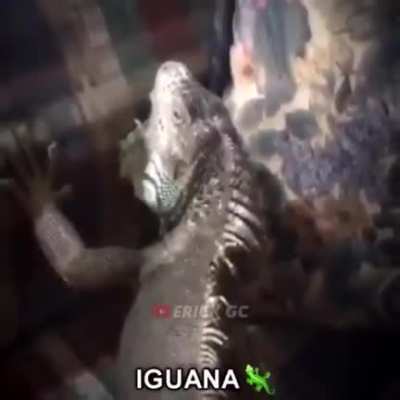 🦎