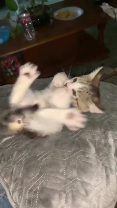 Smoll