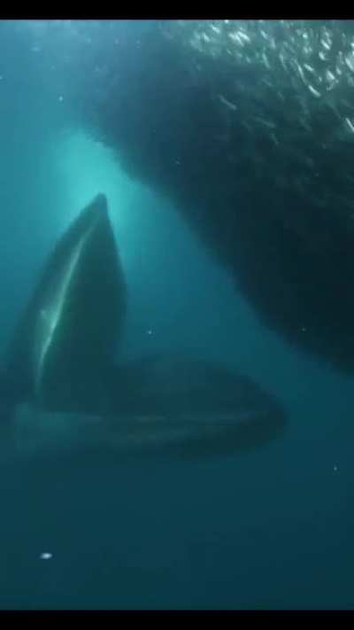 🔥 This Shark escaping this Whale's reach