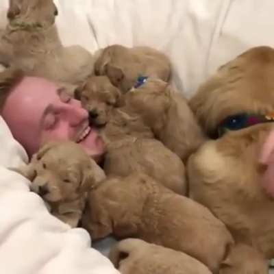 The ultimate dog pile.