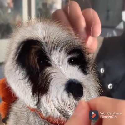 Embroidering animal pattern