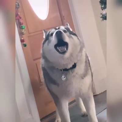 Awooooooo!!!