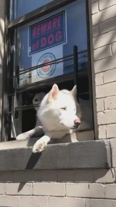 Do (not) pet the dog