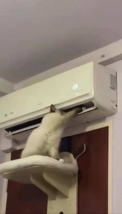 funnycats