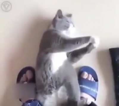 Кот-фу