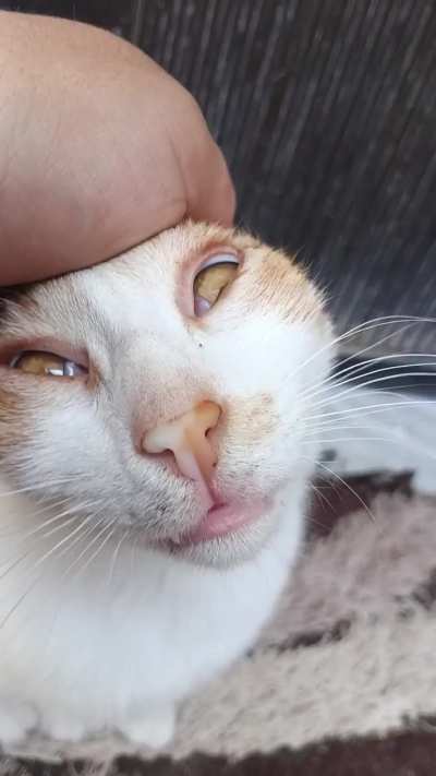 Purring up a storm ⛈️😺