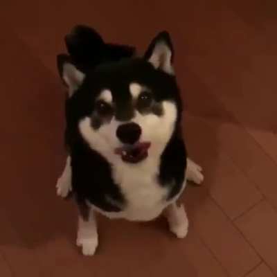 Tippity Tappities