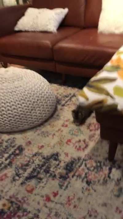 Her parkour skills are going to need some work