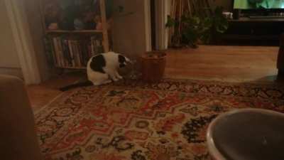 Cat enjoys playing with spider