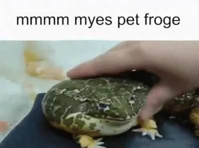 mm good froge yes
