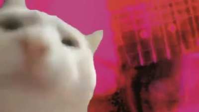 Catnip