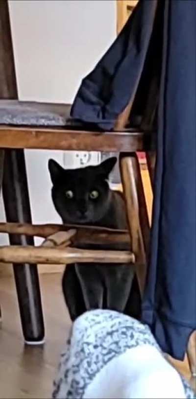 Sister's cat looking suspicious