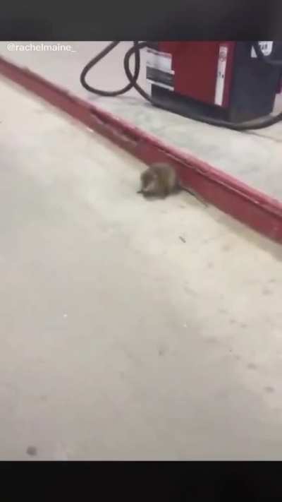 Are you a rat? *Dies*