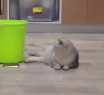 Gato truco