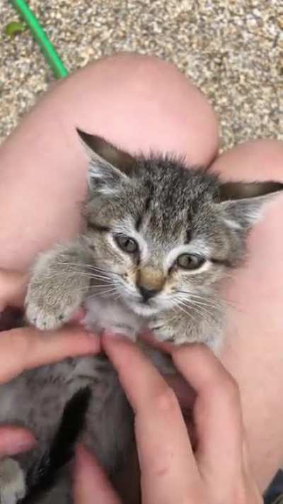 very SMOL boi enjoying a massage