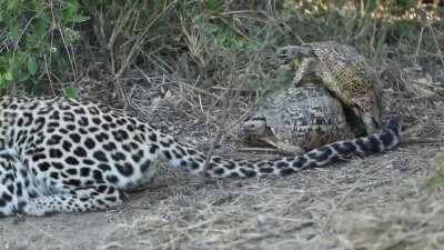 Mating tortoises interrupt a hunting leopard.