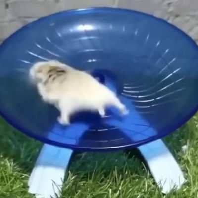 Hamster.exe has stopped working. Rerun programme to verify crash.