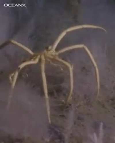 🔥This is a Antarctic Sea Spider. Sea spiders live all over the world, and they're mostly small, but in Antarctica they're dinner-plate-sized, with legs as long as 70cm