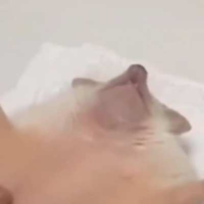 Sonic belly rub