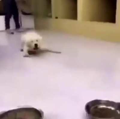 Pinche perro loco