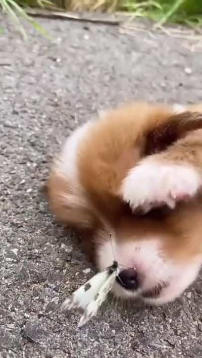 The battle of the butterfly and the puppy