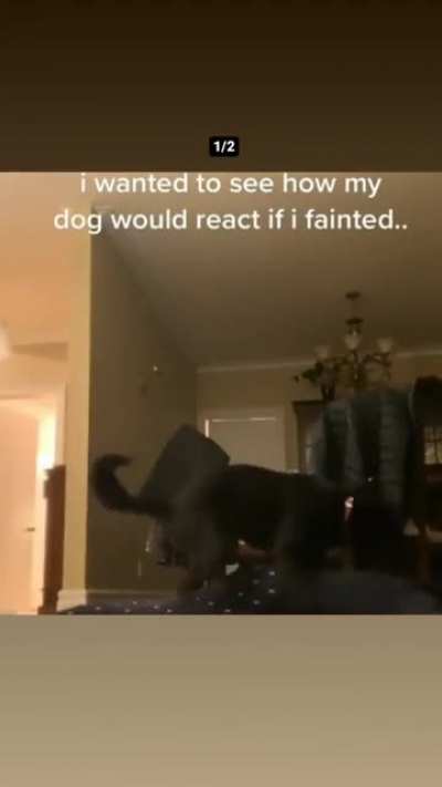 Naughty Dog