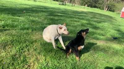 Puppy gets mad when big bro interupts her awooos