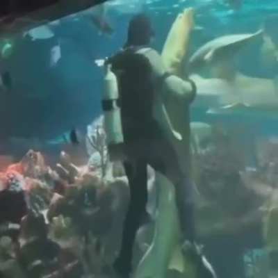 sharks :)