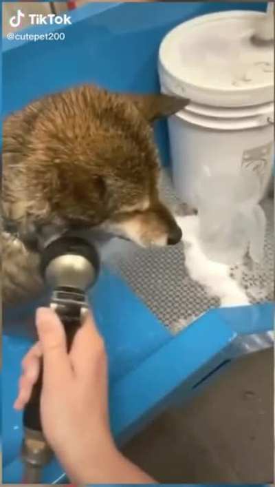 Doggo War Cry