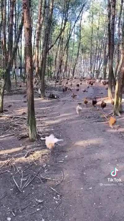 THE CHICKEN UPRISING HAS BEGUN