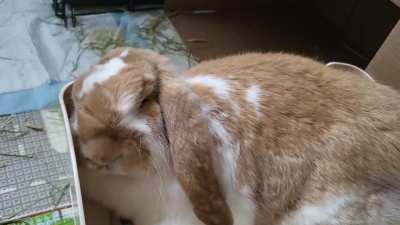 [URGENT] Is my rabbit ok? Breathing REALLY fast