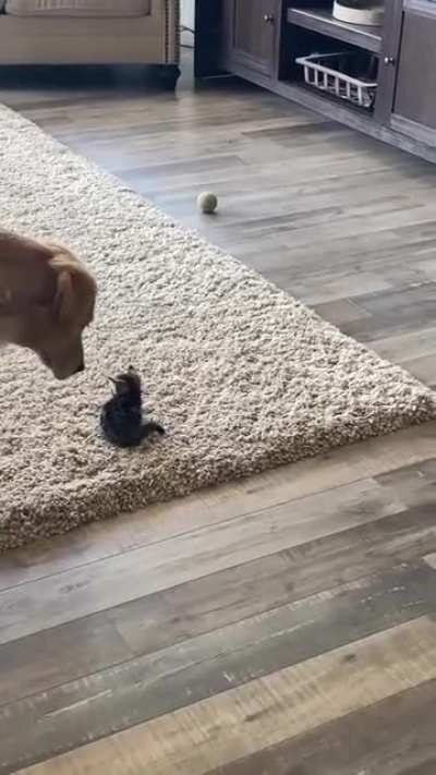 Why you so smol?