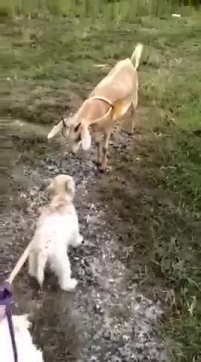 dog vs goat