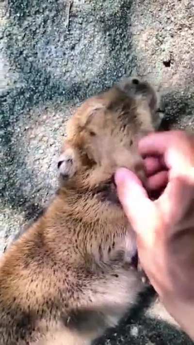 Good capybara