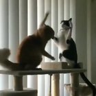 Retreated with honor